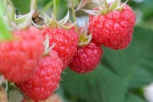 Hot sunny weather sweetens Finland&rsquo;s strawberry crop